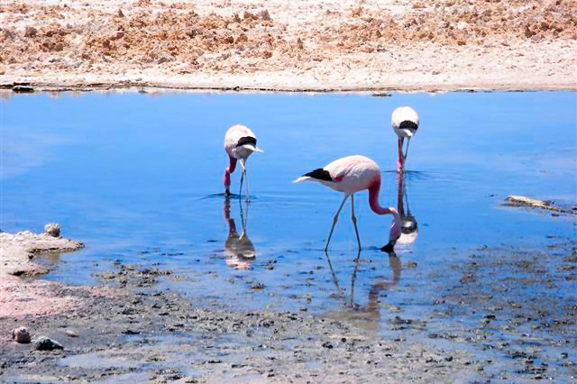 DSCF0333-Flamimgos Salar de Atacama