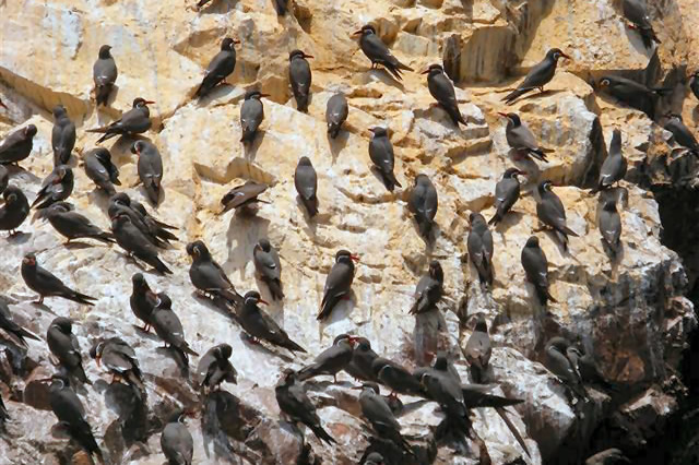 DSCF1271-Ballestas-Inseln