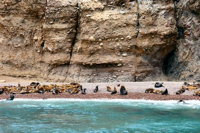 DSCF1276-Seehunde-Ballestas-Inseln