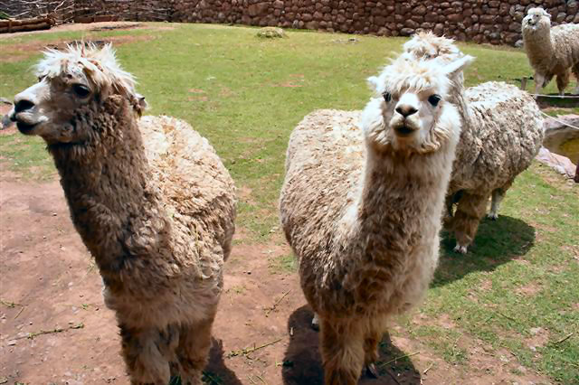 DSCF1628-Lamas